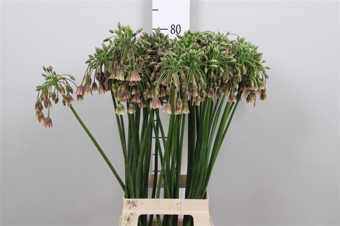 <h4>Nect Siculum Bulgar</h4>