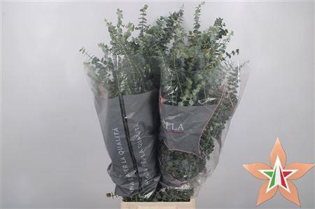 <h4>Euc Baby Blue Short Per Bunch 400 Gram</h4>