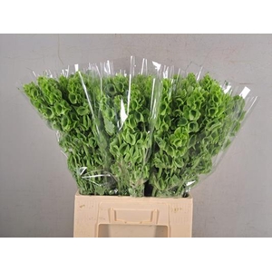 Moluccella