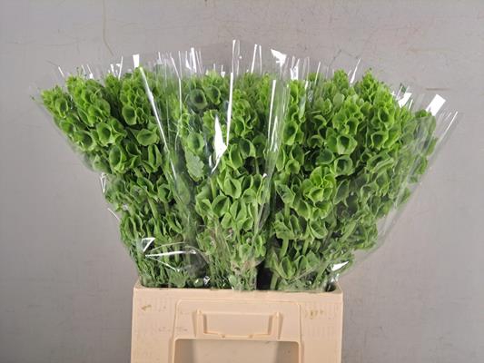 <h4>Moluccella</h4>