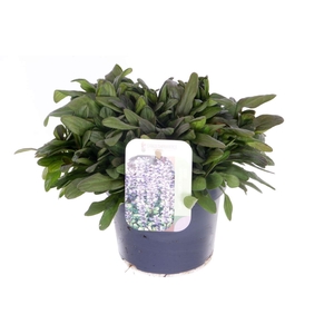 Ajuga reptans Chocolate Chips