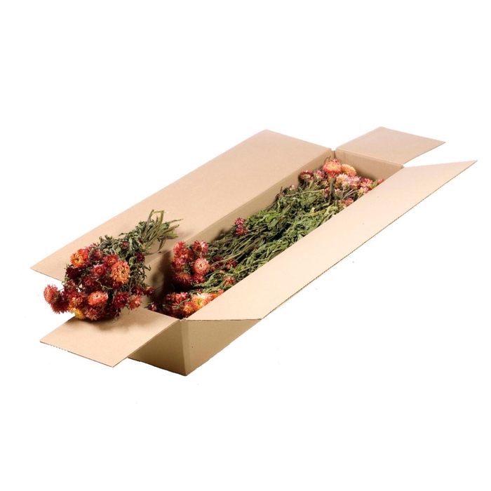 <h4>Helichrysum Sb Natural Salmon</h4>