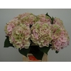 Hydrangea verena classic