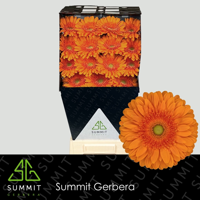 <h4>Gerbera Eureka Diamond</h4>