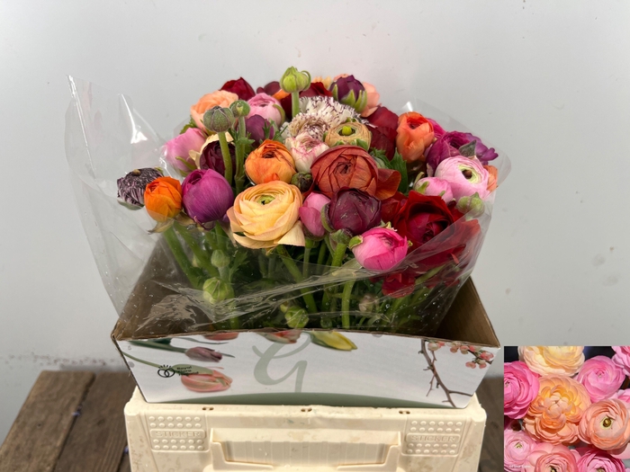 <h4>RAN GEM IN BOS</h4>