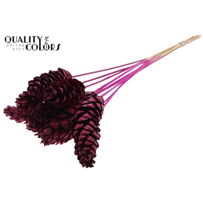 <h4>Strobus 10-15cm on stem Lilac</h4>