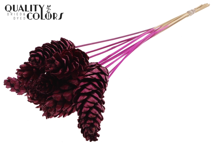 Strobus 10-15cm on stem Lilac