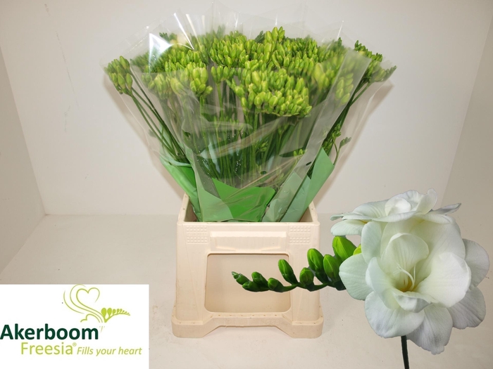 <h4>FR DU VERSAILLES</h4>