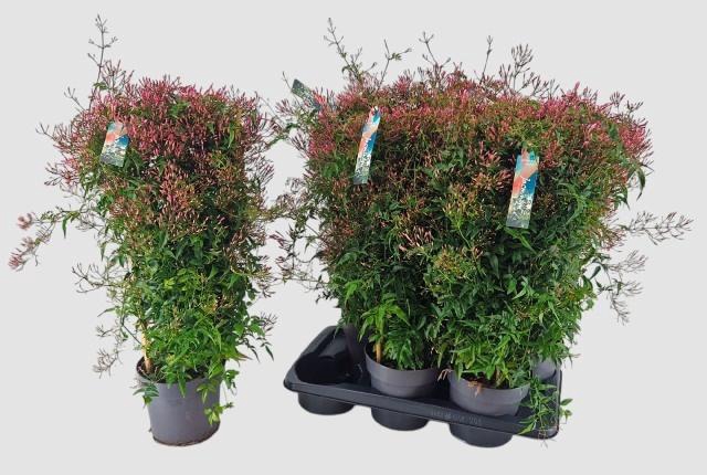 <h4>JASM POLYANTHUM WIT</h4>