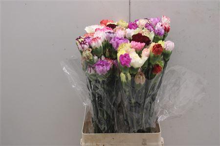 <h4>Di St Rainbow Mix</h4>