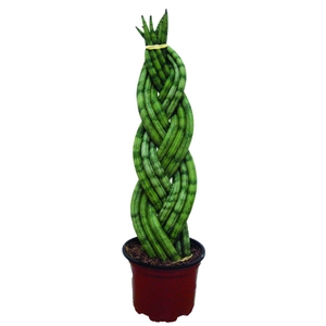 SANSEVIERIA TRANCADO 6 DEDOS P10
