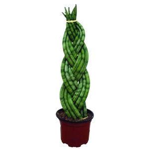 SANSEVIERIA TRANCADO 6 DEDOS P10