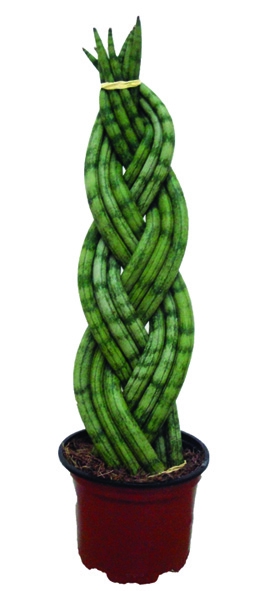 <h4>SANSEVIERIA TRANCADO 6 DEDOS P10</h4>