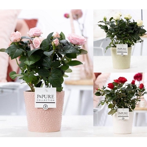 Rosa gemengd in P&PURE Juliette ceramics ass. 3