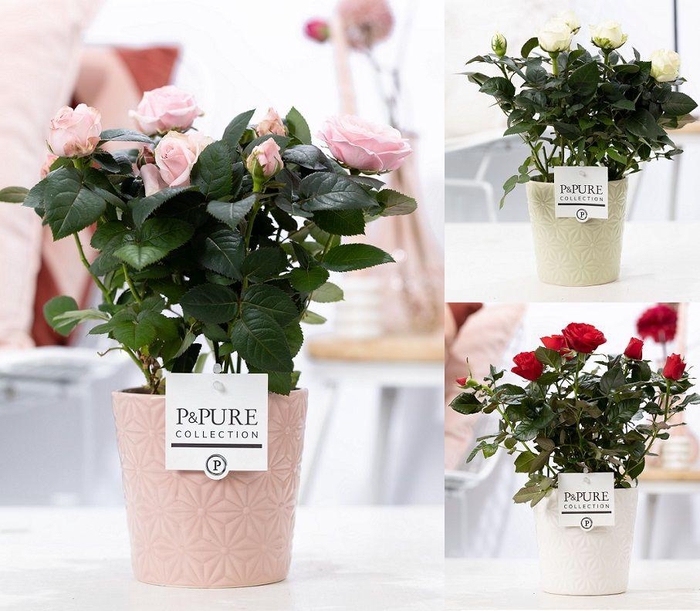 <h4>Rosa gemengd in P&PURE Juliette ceramics ass. 3</h4>