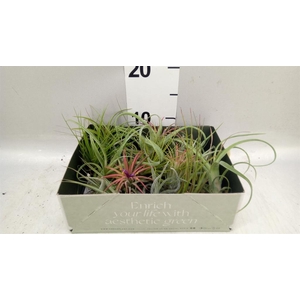 Tillandsia