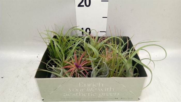 <h4>Tillandsia</h4>