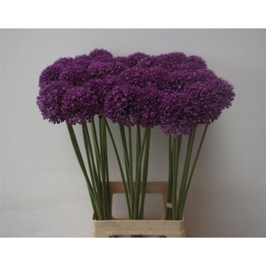 Allium Ambassador