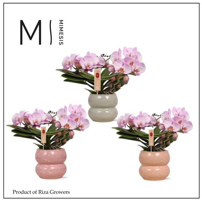 <h4>Mimesis Phal. Muse Pink - 25+ flowers in Sophie Mix Ceramic</h4>