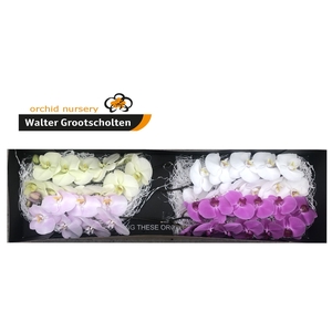 Phalaenopsis Mix Surprise