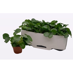 PILEA PEPEROMIOIDES
