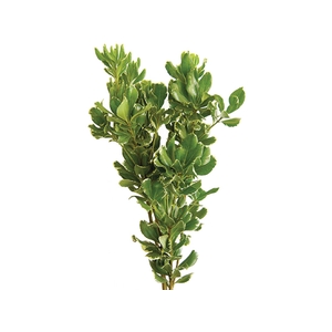 FOLHAGEM PITOSPORO VARIEGATO 050 CM