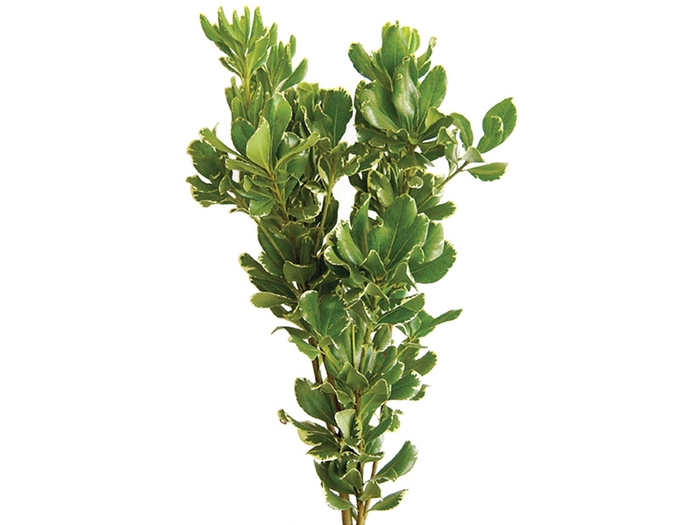 <h4>FOLHAGEM PITOSPORO VARIEGATO 050 CM</h4>
