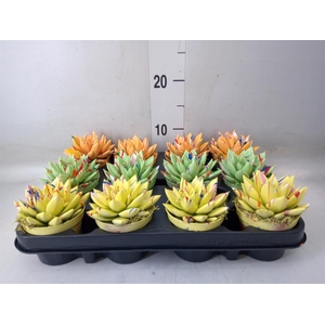 Echeveria  'Miranda'