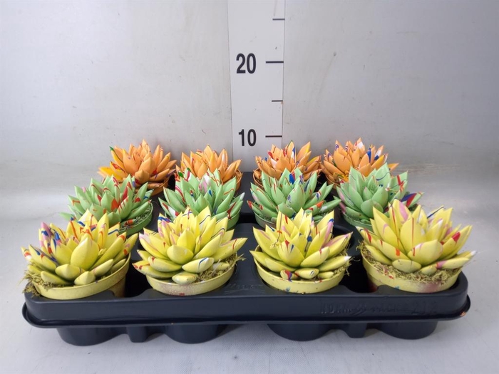 <h4>Echeveria  'Miranda'</h4>