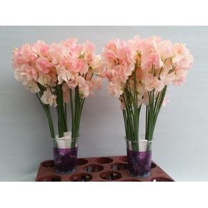 Lathyrus Champagne King