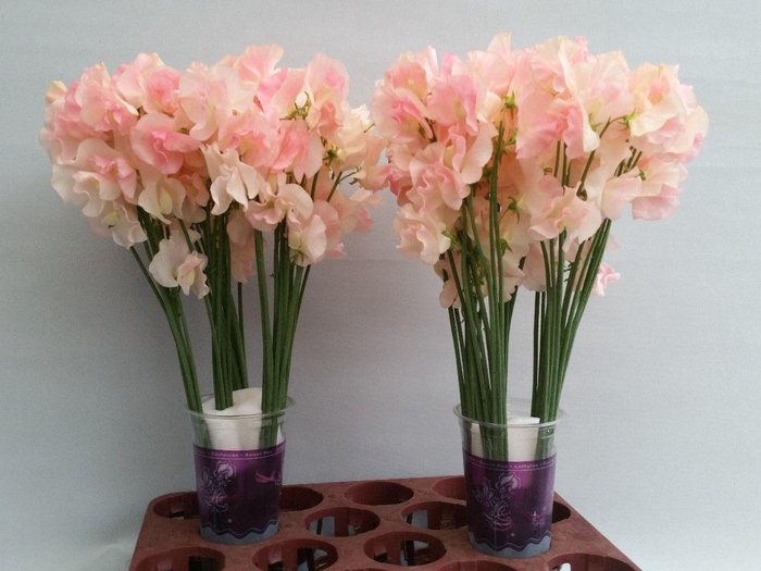 <h4>Lathyrus Champagne King</h4>