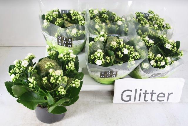 <h4>KAL GE WHITES WHITE</h4>