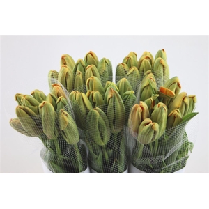 Tu Pa Fr Avignon Parrot 60cm