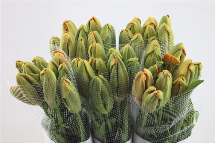 <h4>Tu Pa Fr Avignon Parrot 60cm</h4>