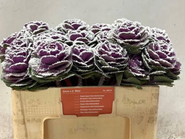 <h4>BRASS KLB H%</h4>