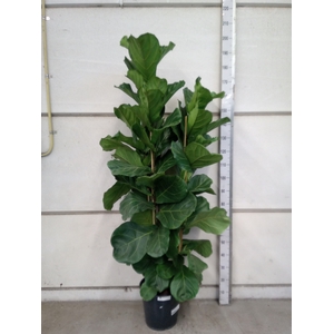 Ficus lyrata