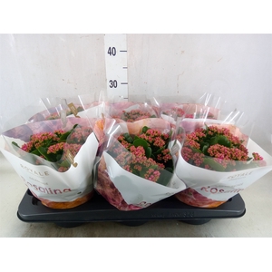 Kalanchoe blos. 'RosDon Victorio'