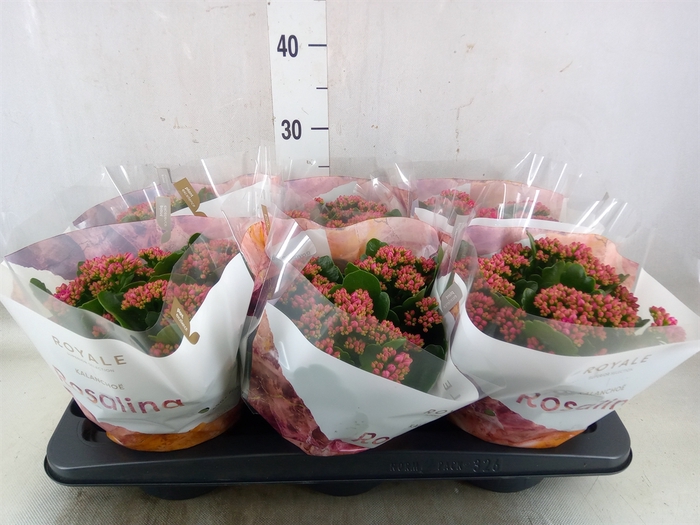 <h4>Kalanchoe blos. 'RosDon Victorio'</h4>