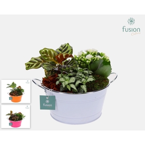 Schaal zink rond met Arrangement