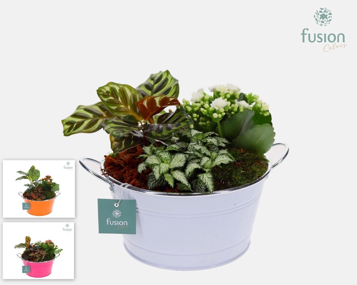 <h4>Schaal zink rond met Arrangement</h4>