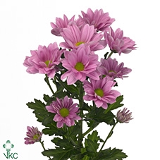 CHR T GRAND PINK