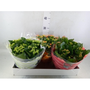 Kalanchoe blos.   ..rosebud mix  5
