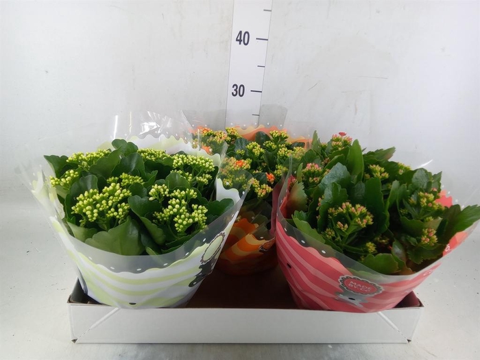 <h4>Kalanchoe blos.   ..rosebud mix  5</h4>