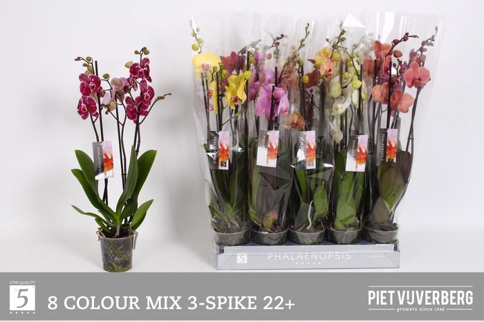 <h4>PHAL GEM 8 KL</h4>