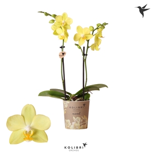 Kolibri Orchids Phalaenopsis La Paz 2 spike