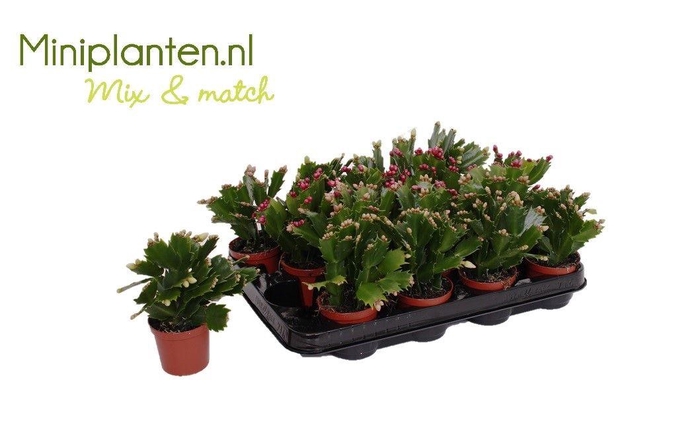 <h4>Schlumbergera - 7 cm - mix Miniplanten</h4>