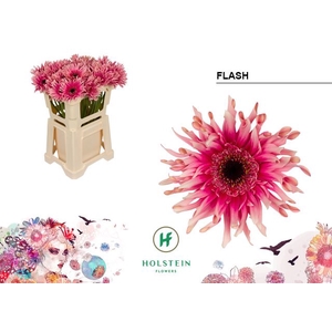 Gerbera Gerpasta Flash