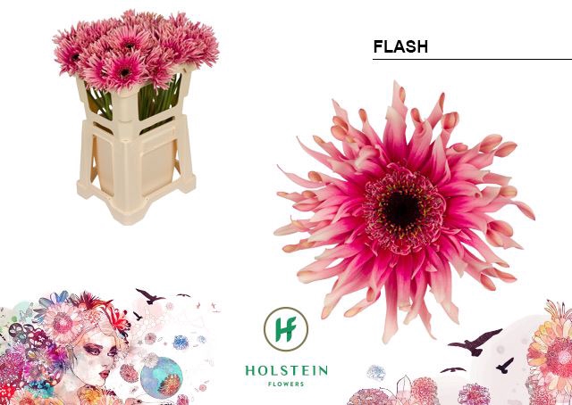 <h4>Gerbera Gerpasta Flash</h4>