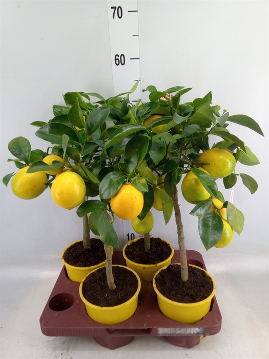 <h4>Citrus meyeri 'Meyer'</h4>