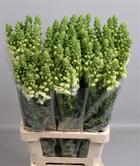 <h4>ANTIR POTO WHITE</h4>